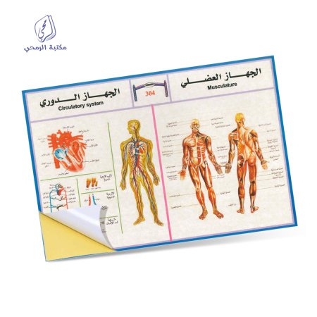 ملصقات الجهاز العضلي والجهاز الدوري 304 - Musculature and Circulatory System